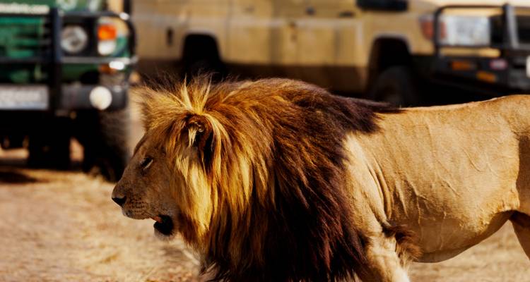 South Africa Garden Route to Kruger National Park 8 Day Adventure - BrushBuck Wildlife Tours 4
