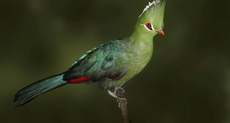 South Africa Garden Route to Kruger National Park 8 Day Adventure - BrushBuck Wildlife Tours 9