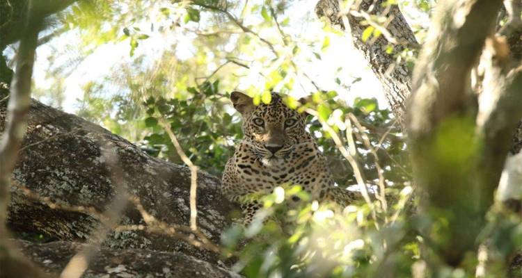 Sri Lanka : une faune intacte - SkyHaven Tours 3