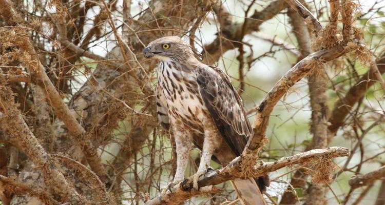 Sri Lanka : une faune intacte - SkyHaven Tours 4