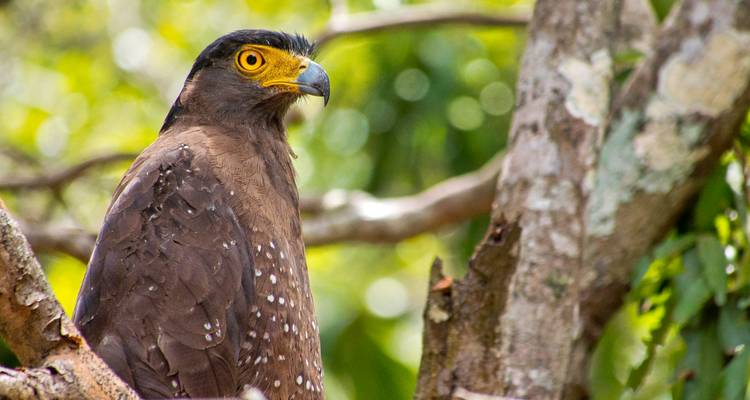 Sri Lanka : une faune intacte - SkyHaven Tours 8