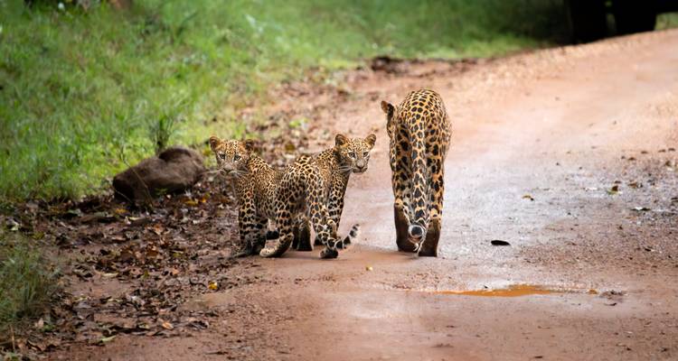 La mamá leopardo camina adelante mientras dos cachorros se sientan atentos en un polvoriento sendero del bosque.