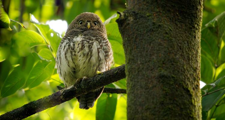 Pequeño búho con ojos amarillos posado en una rama rodeado de hojas verdes exuberantes.