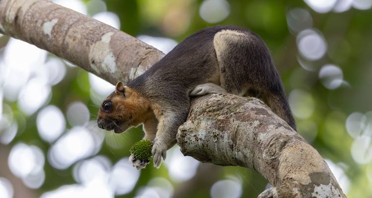 Una ardilla gigante marrón agarra una fruta verde mientras se agacha en una rama de árbol curvada.