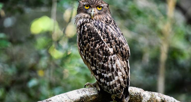 Búho pescador marrón con unos ojos amarillos penetrantes parado en una rama cubierta de musgo en el bosque.