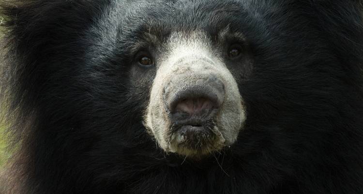 Retrato de cerca de un oso perezoso de pelaje desgreñado mirando directamente a la cámara.
