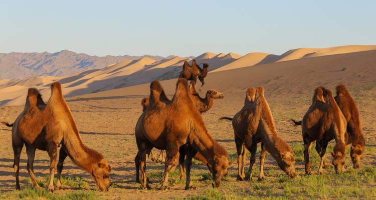 Lo más destacado del desierto de Gobi y excursión a los parques nacionales - View Mongolia Travel 3