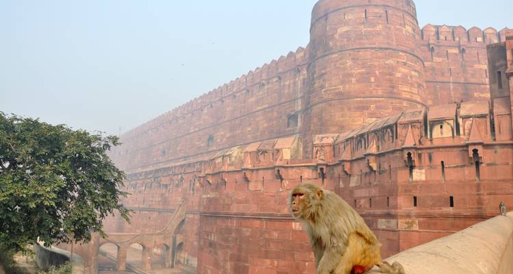 Monkey sitting on the walls of a large red fort.