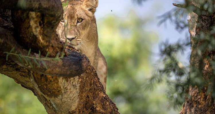 Simba Classic Adventure Safari **Approche durable du voyage - World Adventure Tours 3
