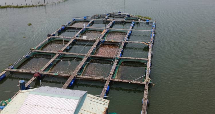 Aquaculture structures in water.
