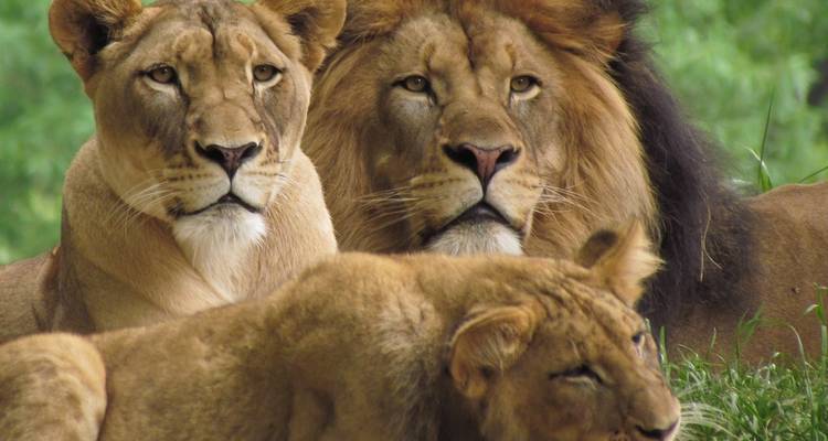 Safari privé de luxe de 4 jours à Nakuru Lionhill et Sarova Mara - Gracepatt Ecotours Kenya 4