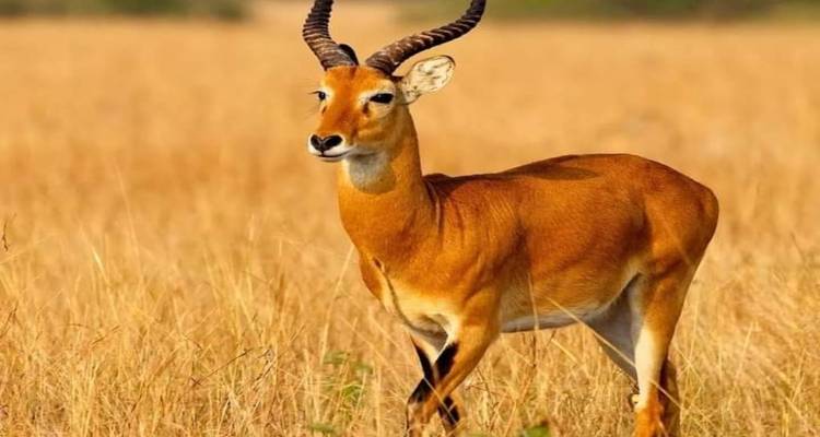 10 Days Kenya Luxury Safari - Wildebeest Migration Safari - Click Expeditions 2