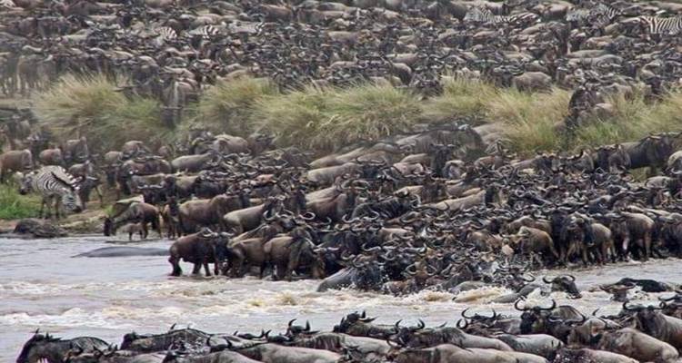 10 Days Kenya Luxury Safari - Wildebeest Migration Safari - Click Expeditions 7