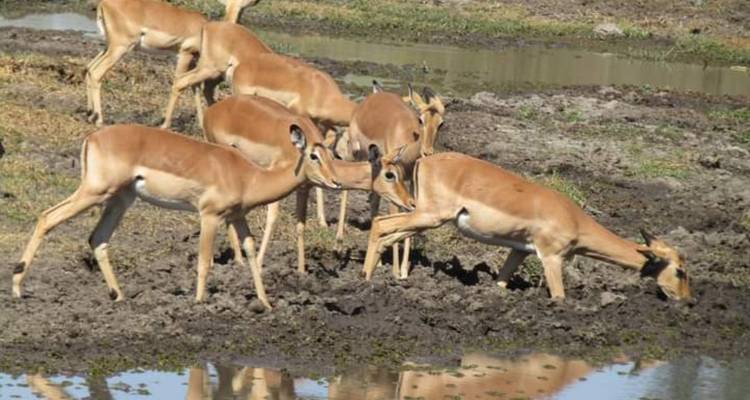 10 Days Tanzania Great Wildebeest Migration Mara River Crossing - Click Expeditions 9