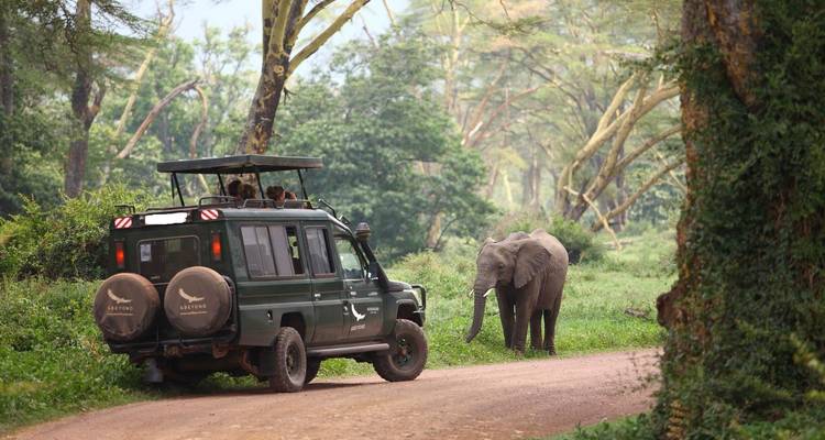 Elephant near a safari vehicle on a dirt road.