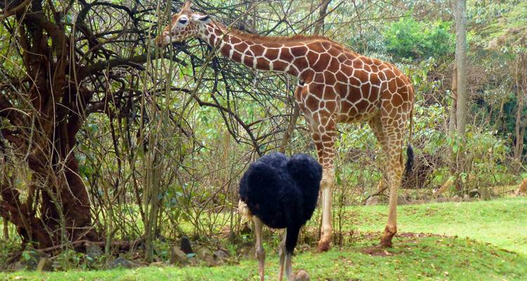 3 jours Parc national de Mikumi - Gracepatt Ecotours Kenya 1