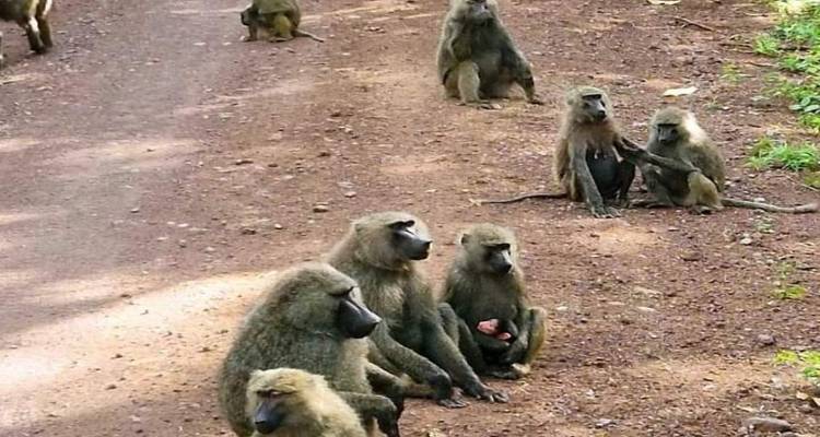 Serengeti, Ngorongoro, Tarangire - avec les chutes d'eau de Materuni, visite du café - 6 jours - Click Expeditions 6
