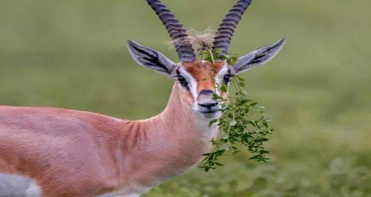 Excursion d'une journée au parc national de Mkomazi - Click Expeditions 1