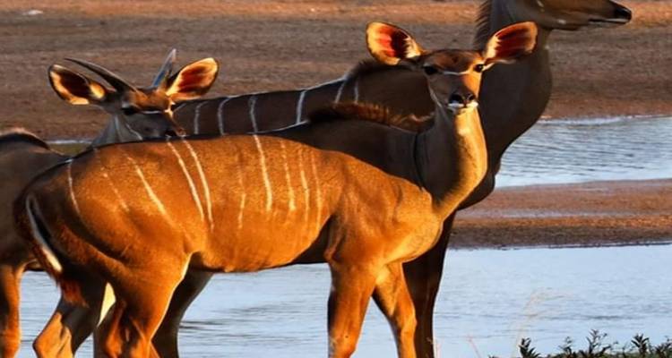 Excursion d'une journée au parc national de Mkomazi - Click Expeditions 4