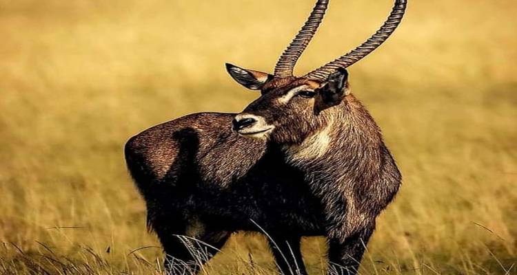 Excursion d'une journée au parc national de Mkomazi - Click Expeditions 6