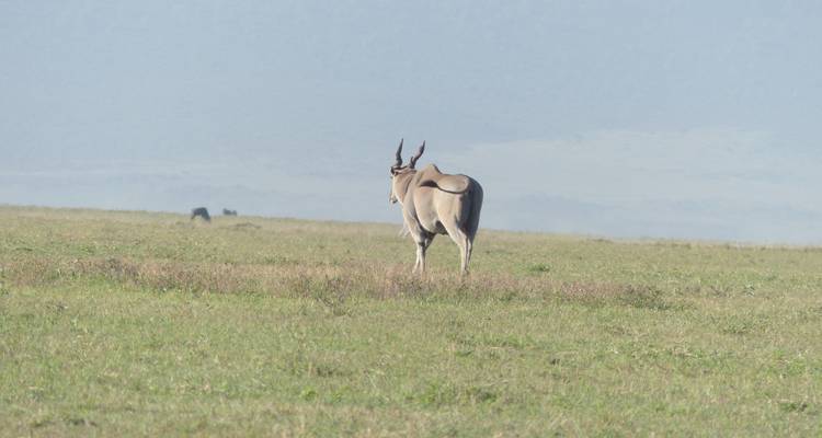 Astonishing Tanzania Wildlife Cultural Safari - Nature Safari 9