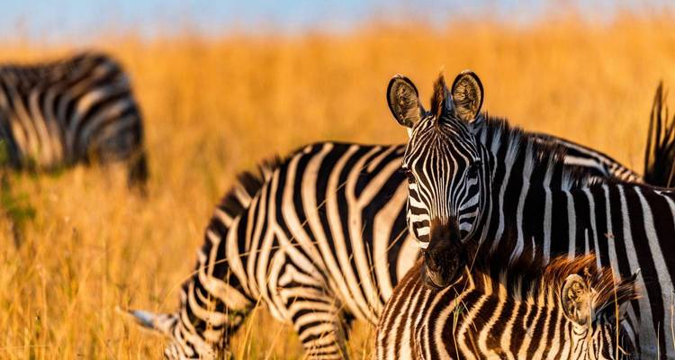 Astonishing Tanzania Wildlife Cultural Safari - Nature Safari 1