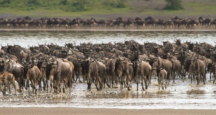 Experiencia inolvidable de 4 días en Tanzania - Nature Safari 1
