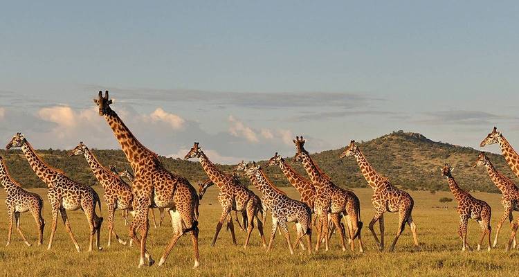 Experiencia inolvidable de 4 días en Tanzania - Nature Safari 2
