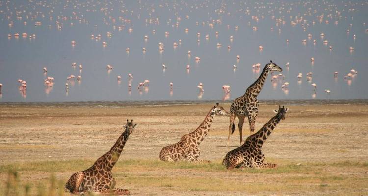 Experiencia inolvidable de 4 días en Tanzania - Nature Safari 3