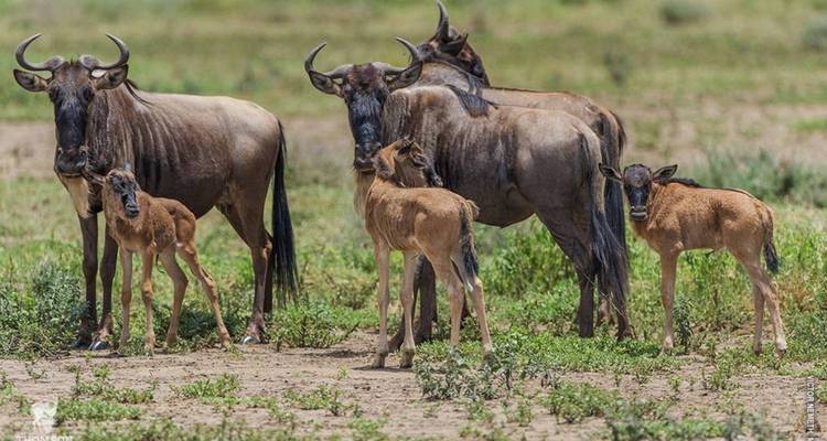 Safari por la fauna de los Cinco Grandes de Tanzania en 3 días - Nature Safari 2