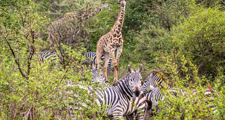 Safari por la fauna de los Cinco Grandes de Tanzania en 3 días - Nature Safari 3