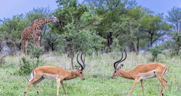 Safari por la fauna de los Cinco Grandes de Tanzania en 3 días - Nature Safari 1
