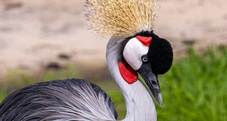 Safari por la fauna de los Cinco Grandes de Tanzania en 3 días - Nature Safari 6