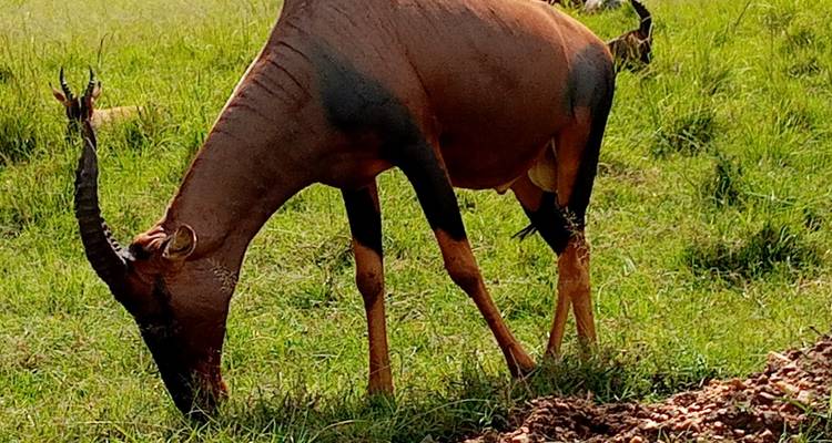 6-Day Superior  Lodges Amboseli, Lake Nakuru & Masai Mara - Gracepatt Ecotours Kenya 6