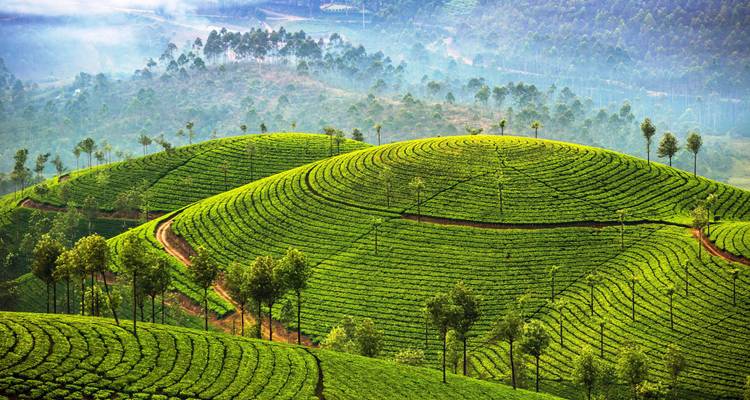 Inde du Sud : Backwaters, plantations de thé, temples et séjour à la plage avec guide et chauffeur privés - Wanderful Holidays LLC 4