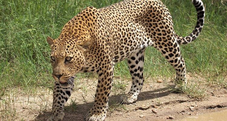 Circuit privé de 7 jours dans le nord et le sud - Gracepatt Ecotours Kenya 4