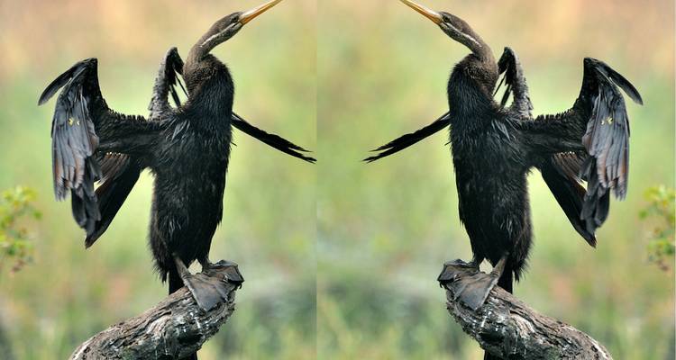 Een vogel met gespreide vleugels zittend op een droge tak.