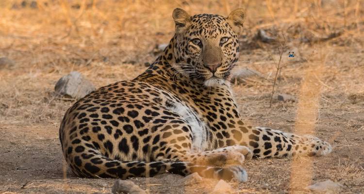 Een luipaard die op de grond ligt in zijn natuurlijke habitat.