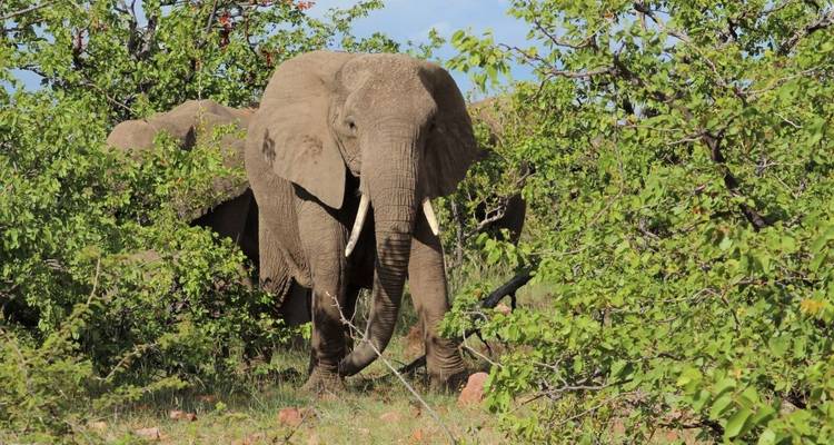 4 Day | Heritage Trail Mapungubwe NP to Kruger NP - Timeline Travel DMC 1