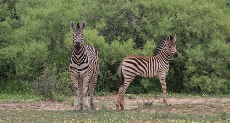 4 Day | Heritage Trail Mapungubwe NP to Kruger NP - Timeline Travel DMC 6
