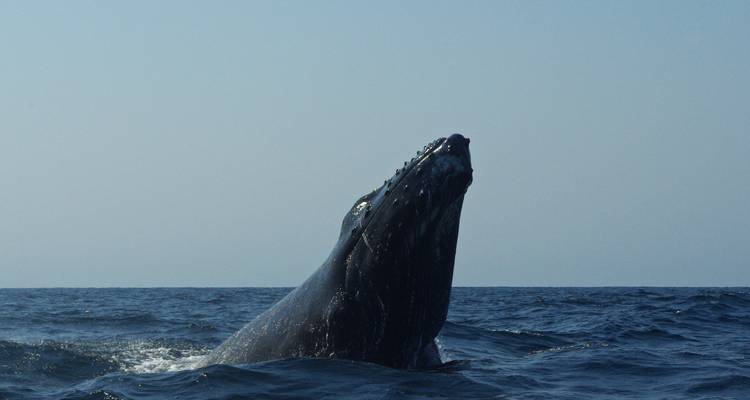 A whale breaching above the ocean surface.