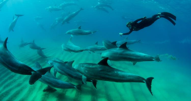 A scuba diver swimming with a large pod of dolphins.