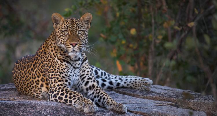 A leopard lying gracefully on a rock.