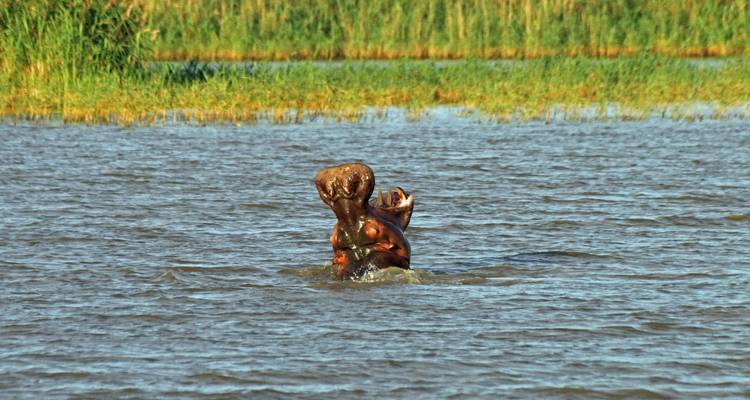 A hippo with its mouth open in a river.