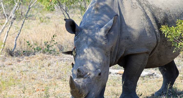 Close-up of a grazing rhinoceros with a bird on its back.
