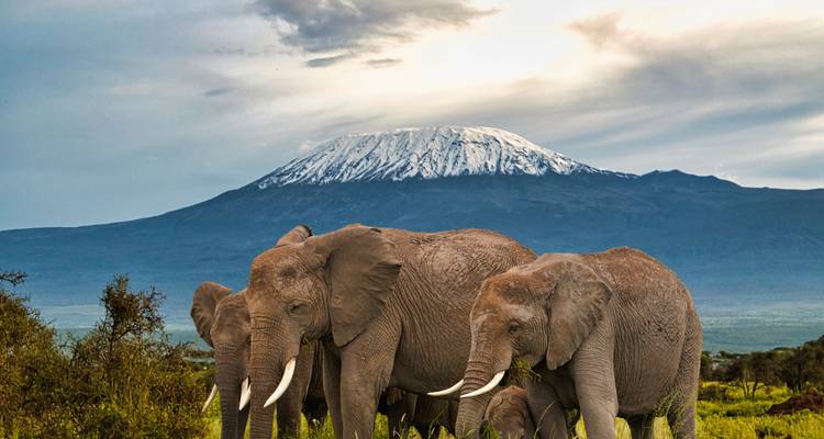 Safari de 7 jours au Kenya et en Tanzanie pour la Grande Migration - BrushBuck Wildlife Tours 2