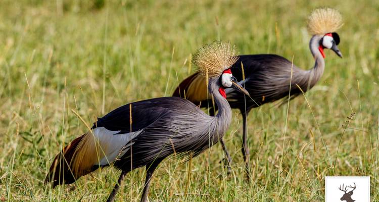 Safari de 7 jours au Kenya et en Tanzanie pour la Grande Migration - BrushBuck Wildlife Tours 6