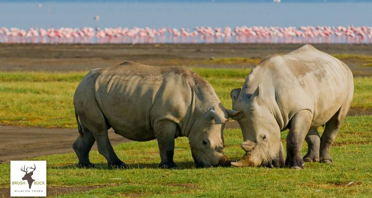 Safari de 7 jours au Kenya et en Tanzanie pour la Grande Migration - BrushBuck Wildlife Tours 8