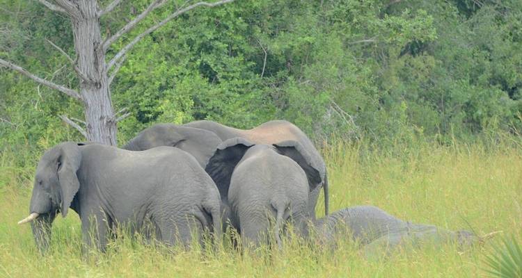 Groep olifanten grazend bij een boom en drinkplaats.
