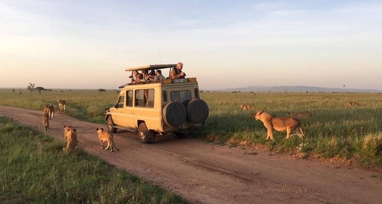Safari-voertuig omringd door leeuwen in de savanne.